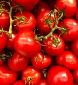 Tomate